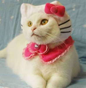 disfraces-para-gatos1