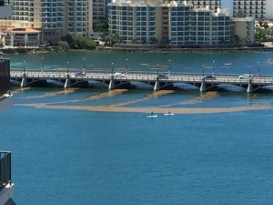 Sargazo en el Condado 1