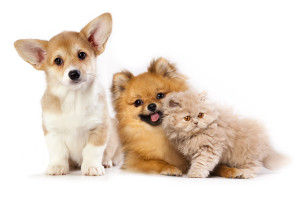Pembroke Welsh Corgi puppy, kitten persian and pomeranian spitz