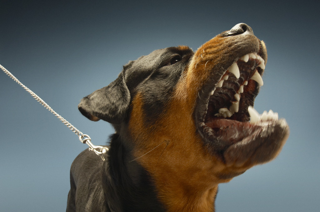 Ferocious Rottweiler barking on blue background