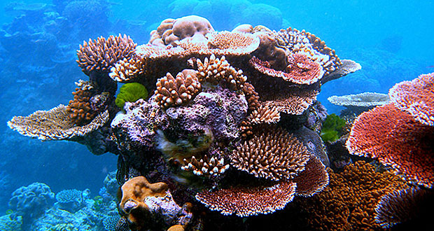Arrecifes de coral. (Foto/Suministrada) 