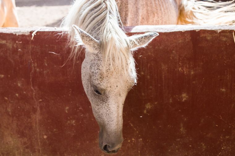 (Foto/Archivo)