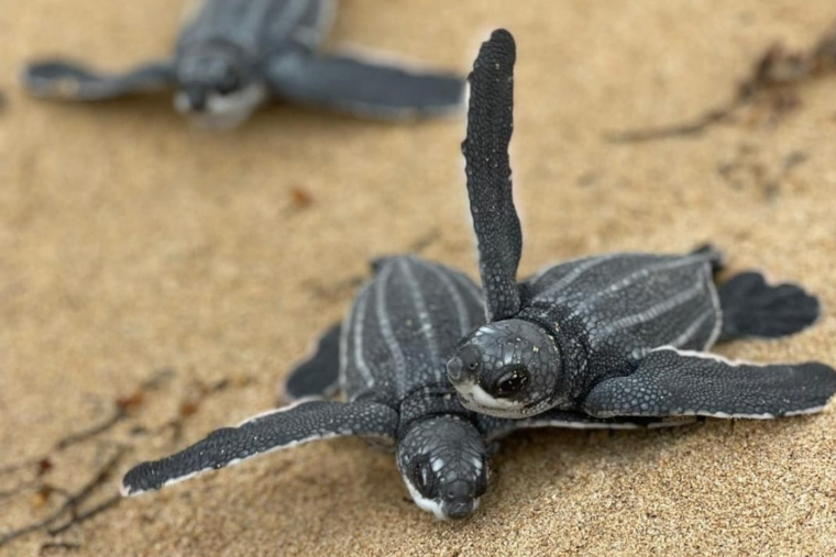 (Foto/Siete Quillas Grupo Tortuguero San Juan)